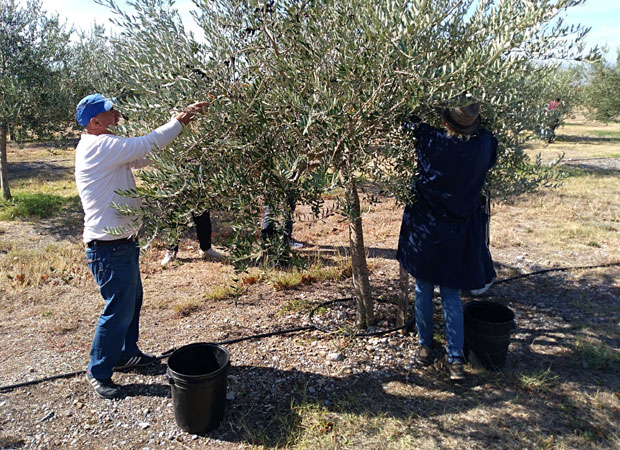 „Плантаже”: Обрали воће, а сад беру зелене маслине